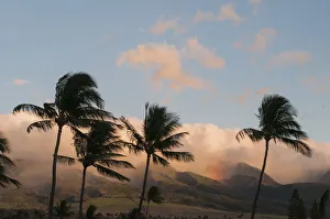A Rainfall Dampens The Ridge With Palm Trees In The Foreground; Lahaina, Maui, Hawaii, United States Of America A Rainfall Dampens The Ridge With Palm Trees In The Foreground; Lahaina, Maui, Hawaii, United States Of America