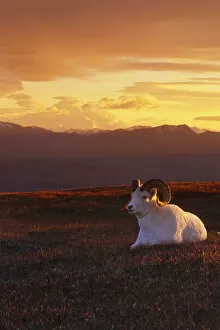 Images Dated 3rd January 2002: Ram Dall Sheep At Sunset In Front Of Mckinley Denali Np