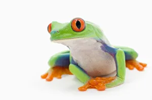 Red-Eyed Treefrog (Agalychnis Callidryas); Alberta, Canada Red-Eyed Treefrog (Agalychnis Callidryas); Alberta, Canada