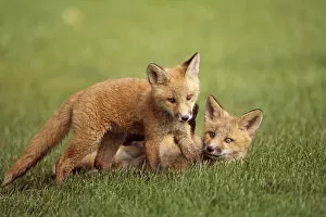 Images Dated 20th October 2005: Red Fox Kits Playing Together On Golf Course On Elmendorf Airforce Base Anchorage Alaska Summer