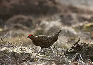 Images Dated 27th March 2011: Red Grouse (Lagopus Lagopus Scotica) Walking On The Ground; Yorkshire Dales England