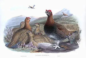 Red Grouse. Lagopus lagopus scotica. After a work by English ornitholgist and bird artist John Gould, 1804 - 1881 Red Grouse. Lagopus lagopus scotica. After a work by English ornitholgist and bird artist John Gould, 1804 - 1881