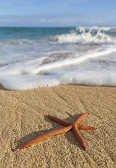 A Red Live Finger Starfish, Also Known As Linckia Sea Star, Found Along A Sandy Beach A Red Live Finger Starfish, Also Known As Linckia Sea Star, Found Along A Sandy Beach