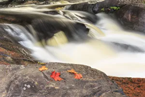 Red Maple Leaves On Rock At Stubb's Falls, Arrowhead Provincial Park, Near Huntsville; Ontario, Canada Red Maple Leaves On Rock At Stubb's Falls, Arrowhead Provincial Park, Near Huntsville; Ontario, Canada