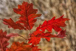 Red Oak Leaves In Autumn; Strathroy, Ontario, Canada Red Oak Leaves In Autumn; Strathroy, Ontario, Canada
