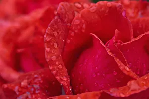 Red Rose Petals With Dew Drops; Northumberland, England Red Rose Petals With Dew Drops; Northumberland, England