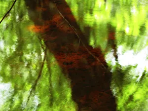 Red Tree 2, Massachusetts, Seekonk, Caratunk Wildlife Refuge, Green And Red Tree Red Tree 2, Massachusetts, Seekonk, Caratunk Wildlife Refuge, Green And Red Tree