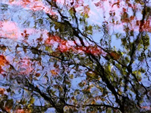 Red Trees 2, Massachusetts, Seekonk, Caratunk Wildlife Refuge, Ripples And Reflections On Water Surface Red Trees 2, Massachusetts, Seekonk, Caratunk Wildlife Refuge, Ripples And Reflections On Water Surface