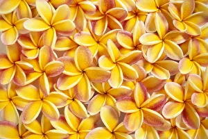 Many Red And Yellow Plumeria Flowers Spread Overlapping, Water Droplets Many Red And Yellow Plumeria Flowers Spread Overlapping, Water Droplets