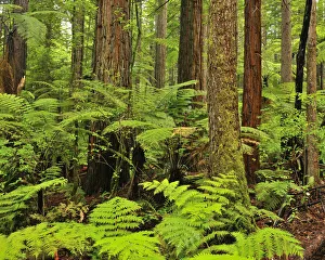 Redwood Trees and Ferns, Whakarewarewa Forest, near Rotorua, Bay of Plenty, North Island, New Zealand Redwood Trees and Ferns, Whakarewarewa Forest, near Rotorua, Bay of Plenty, North Island, New Zealand