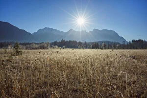 Reeds in Meadow from Lake Barmsee with Sun over Karwendel Mountain Range, Krun, Upper Bavaria, Bavaria, Germany