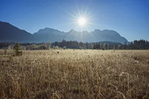 Reeds in Meadow from Lake Barmsee with Sun over Karwendel Mountain Range, Krun, Upper Bavaria, Bavaria, Germany Reeds in Meadow from Lake Barmsee with Sun over Karwendel Mountain Range, Krun, Upper Bavaria, Bavaria, Germany