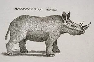 Images Dated 23rd April 2006: Rhinoceros Bicornis. Engraved By P. Halpin 18Th Century