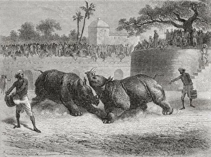 A Rhinoceros Fight In Baroda, India In The 19Th Century A Rhinoceros Fight In Baroda, India In The 19Th Century