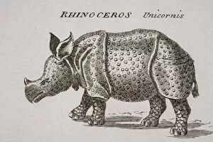 Images Dated 23rd April 2006: Rhinoceros, Unicornis. Engraved By P. Halpin 18Th Century