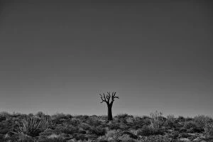 Richtersveld Cultural and Botanical Landscape Collection: Richtersveld National Park With Dead Kookerboom Tree; South Africa