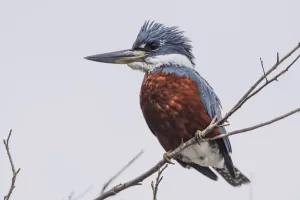 Ringed Kingfisher (Megaceryle Torquata) Perched On Branch Facing Left; Mato Grotto Do Sol Ringed Kingfisher (Megaceryle Torquata) Perched On Branch Facing Left; Mato Grotto Do Sol