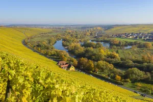River Landscape with Colorful Vineyards in Autumn, Volkach, Nordheim, Alte Mainschleife, Mainfranken, Franconia River Landscape with Colorful Vineyards in Autumn, Volkach, Nordheim, Alte Mainschleife, Mainfranken, Franconia