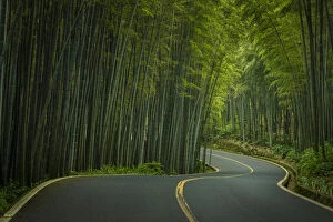 Road through the bamboo sea; Sichuan, China