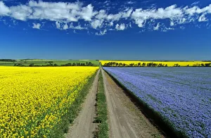 Road Through Flowering Flax And Canola Fields, Tiger Hills Near Somerset, Manitoba Road Through Flowering Flax And Canola Fields, Tiger Hills Near Somerset, Manitoba