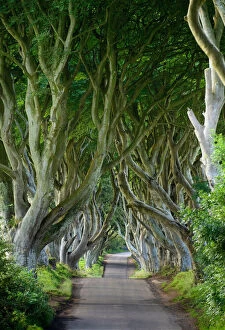 A road leads through the dark hedges, a row of beech trees in Northern Ireland, U.K