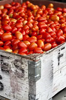 Roma Tomatoes At An Outdoor Market In The Okanagan Valley; Osoyoos British Columbia Roma Tomatoes At An Outdoor Market In The Okanagan Valley; Osoyoos British Columbia