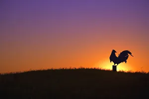 Cowboy Hats Gallery: Rooster (Gallus Gallus)