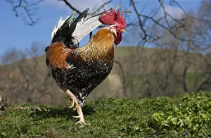 A rooster walking on grass; Northumberland england A rooster walking on grass; Northumberland england