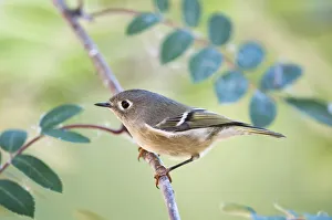 Ruby-Crowned Kinglet (Regulus Calendula) Perched On Mountain Ash Branch, Fairbanks Ruby-Crowned Kinglet (Regulus Calendula) Perched On Mountain Ash Branch, Fairbanks