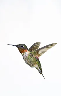 Ruby-Throated Hummingbird (Archilochus Colubris). Adult Males Have A Brilliant Red Throat And Black Chin Ruby-Throated Hummingbird (Archilochus Colubris). Adult Males Have A Brilliant Red Throat And Black Chin