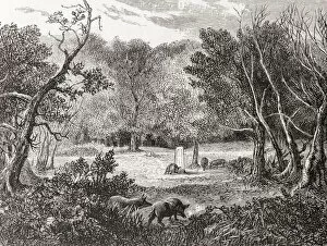 The Rufus Stone, New Forest, England, seen here in the 19th century. This stone is said to mark the spot where William