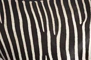 Samburu National Reserve, Kenya, East Africa; Close-Up Of Grevys Zebra Hide Samburu National Reserve, Kenya, East Africa; Close-Up Of Grevys Zebra Hide