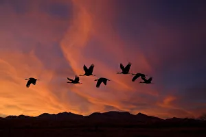 Sandhill Cranes At Bosque Del Apache National Wildlife Refuge. Fall In New Mexico. Composite Sandhill Cranes At Bosque Del Apache National Wildlife Refuge. Fall In New Mexico. Composite