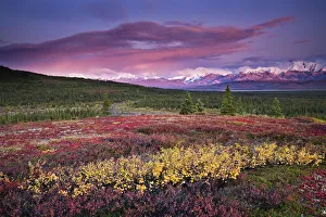 Scenic View Of Alpine Tundra With Alaska Range In The Background With Alpenglow At Sunset In Denali National Park Scenic View Of Alpine Tundra With Alaska Range In The Background With Alpenglow At Sunset In Denali National Park