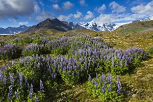 Svinafellsjokull Gallery: Scenic view of spring flowers with mountain in background, Svinafellsjokull