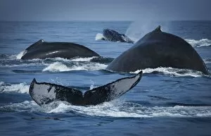 Images Dated 10th March 2006: School Of Humpback Whales