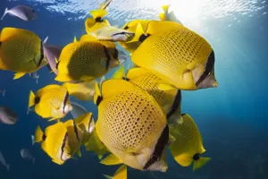 Schooling Milletseed Butterflyfish (Chaetodon Miliaris), Endemic; Hawaii, United States Of America Schooling Milletseed Butterflyfish (Chaetodon Miliaris), Endemic; Hawaii, United States Of America