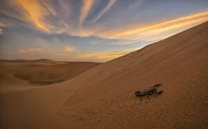 Scorpion Walking Through The Desert; Swakopmund, Namibia