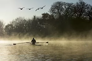 The Natural World Gallery: Sculling In Mist On River Thames; London, England