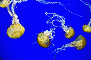 Sea Nettle Swims At The Oregon Coast Aquarium; Newport, Oregon, United States Of America Sea Nettle Swims At The Oregon Coast Aquarium; Newport, Oregon, United States Of America