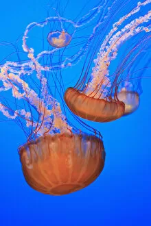Images Dated 9th July 2005: Sea Nettles (Chrysaora Fuscescens) In Monterey Bay Aquarium Display; Monterey, California