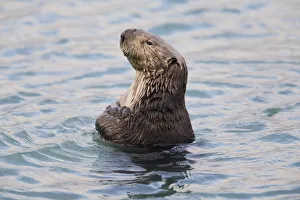 Sea Otter With Arms Crossed Floats Upright In Prince William Sound, Alaska, Southcentral, Winter Sea Otter With Arms Crossed Floats Upright In Prince William Sound, Alaska, Southcentral, Winter