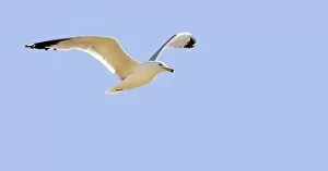 Images Dated 9th July 2006: Seagull In Flight