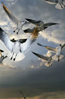 Sea Gull Gallery: Seagulls In Flight