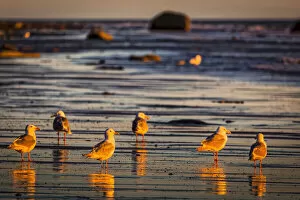 Seagulls, Ninilchik, Kenai Peninsula, Alaska, USA