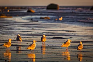 Seagulls, Ninilchik, Kenai Peninsula, Alaska, USA Seagulls, Ninilchik, Kenai Peninsula, Alaska, USA