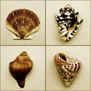 Images Dated 15th December 2006: Seashell Composite