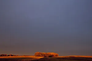 A Section Of Trees On The Edge Of A Wheat Field Glowing Orange At Sunset; Manitoba, Canada A Section Of Trees On The Edge Of A Wheat Field Glowing Orange At Sunset; Manitoba, Canada