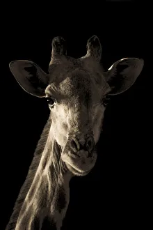 Sepia close-up of giraffe with black background, Namibia Sepia close-up of giraffe with black background, Namibia