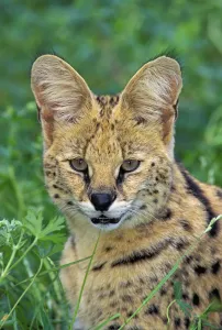 Serval. Huge Ears Act As Dish Antennae To Locate Prey. Africa. Felis Leptailurus Serval Serval. Huge Ears Act As Dish Antennae To Locate Prey. Africa. Felis Leptailurus Serval